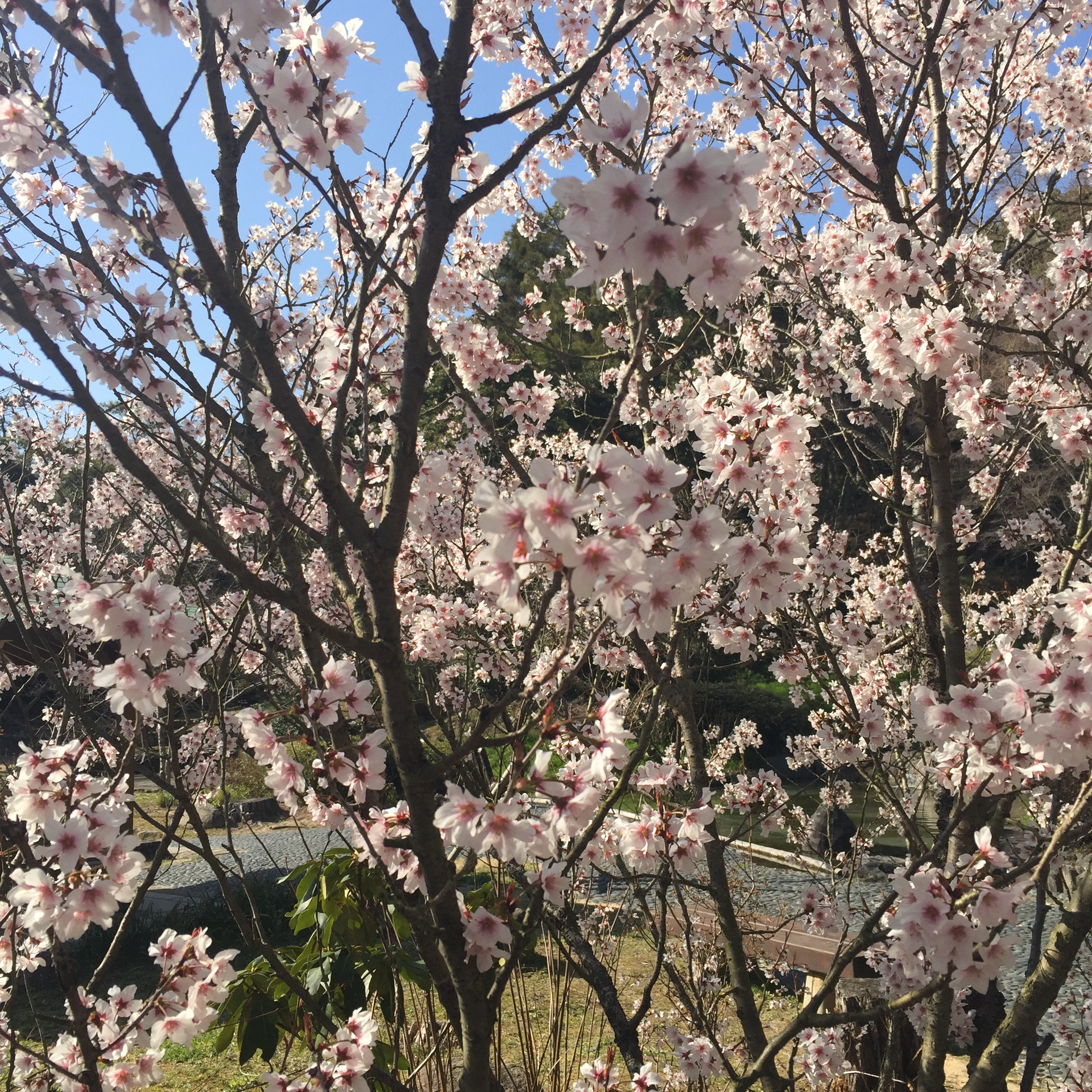 桜